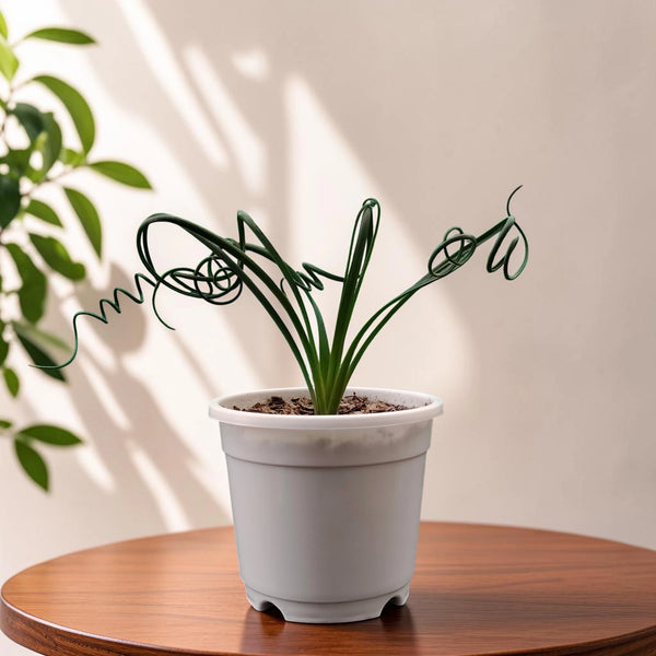 Albuca Spiralis