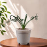Albuca Spiralis Frizzle Sizzle-Exotic Rare Succulent Plant | Spiral Bulb Plant