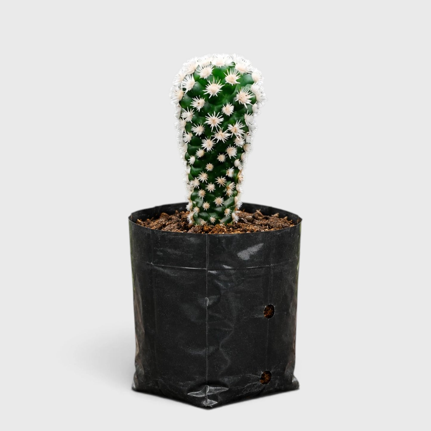 Arizona Snowcap Cactus (Mammillaria vetula ssp. gracilis cv. Arizona Snowcap) | Rare Cluster Cactus