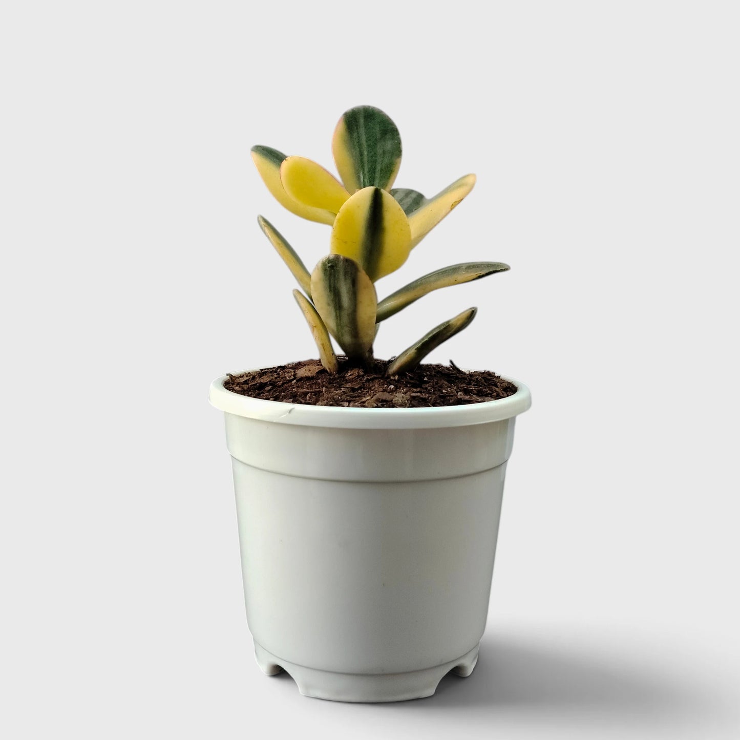 Golden Crassula Ovata Variegated Hummel's Sunset (Good Luck Vastu Plant) Jade Plant