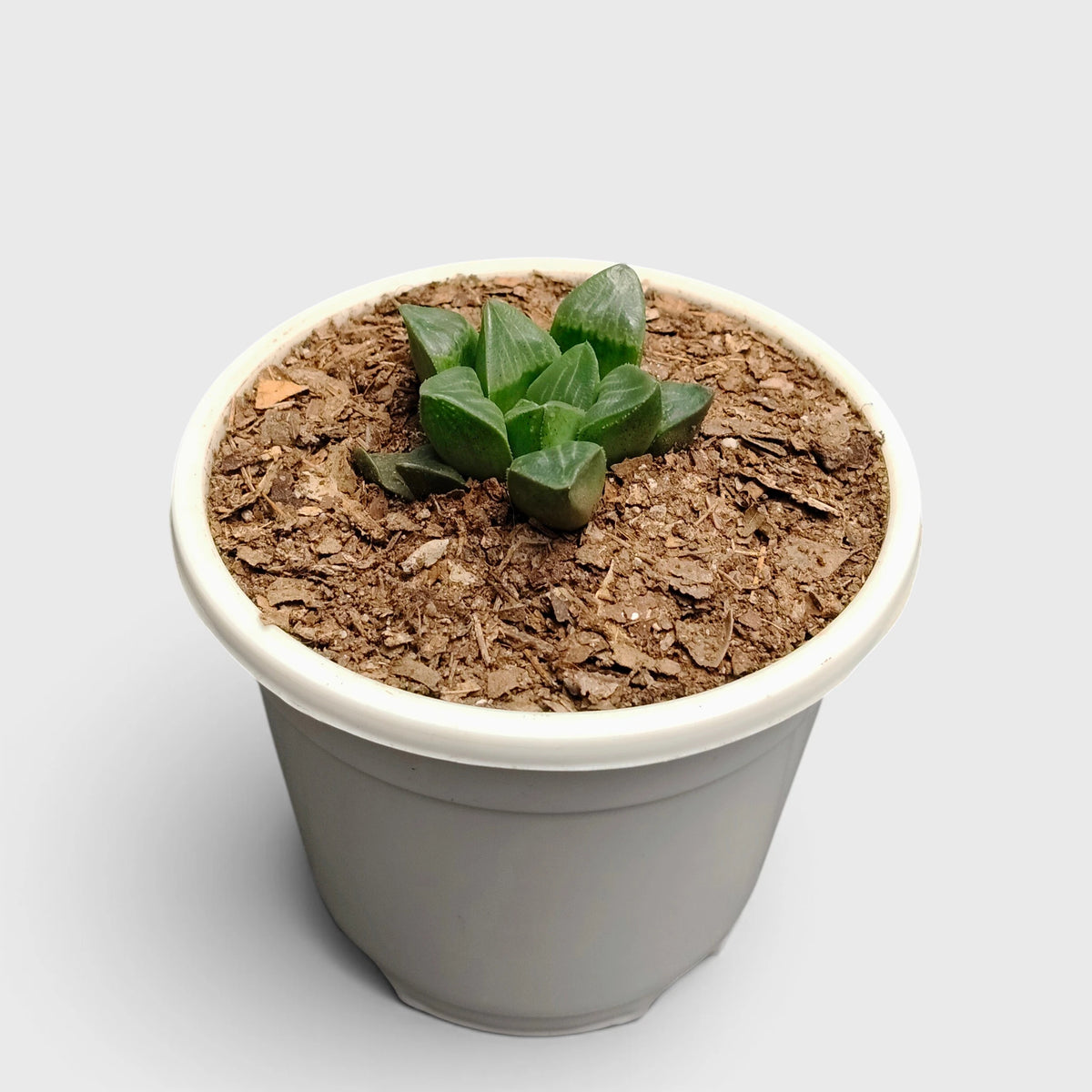 Haworthia Mutica translucent leaf tips
