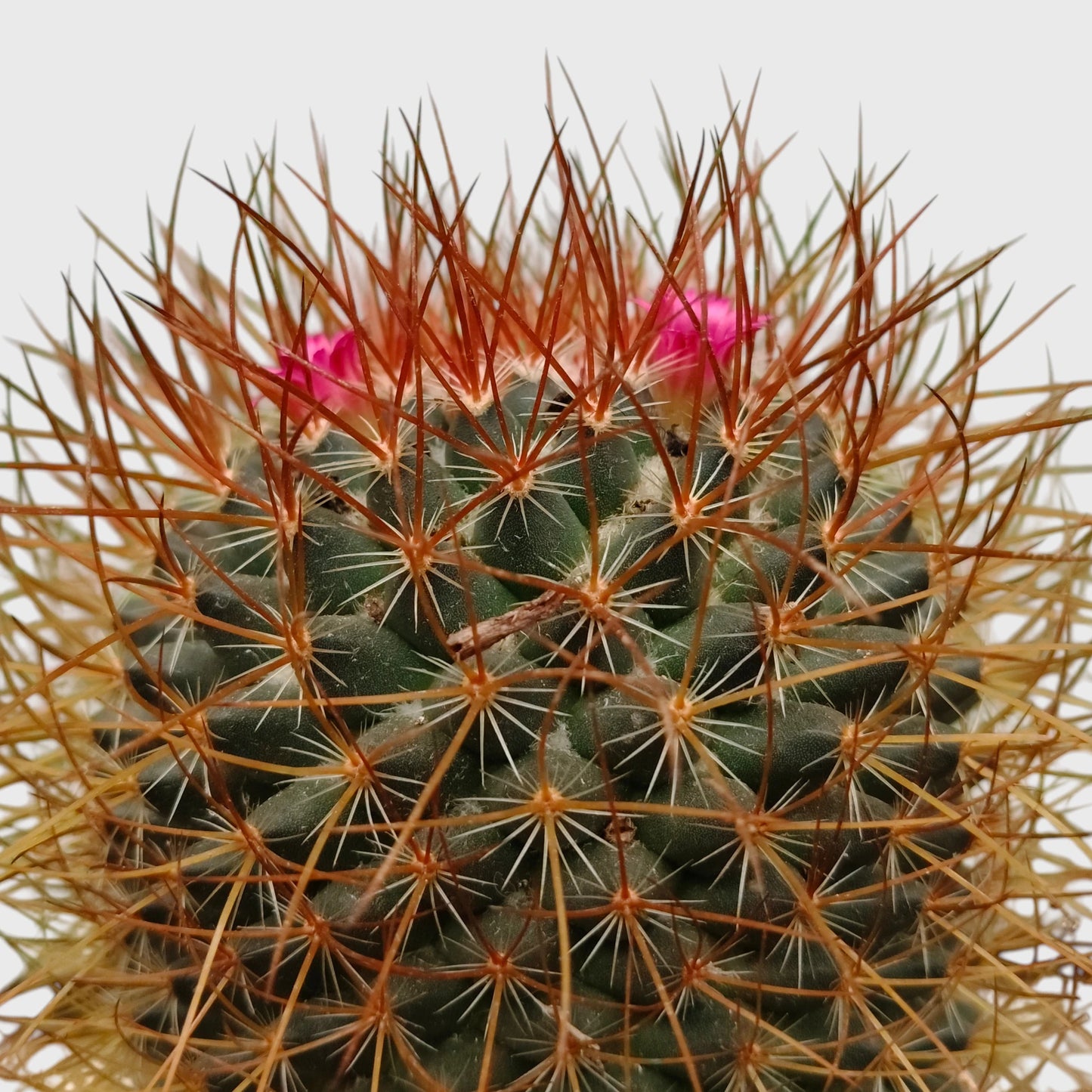 Mammillaria Pringlei – Mature Well-Rooted Live Cactus Plant