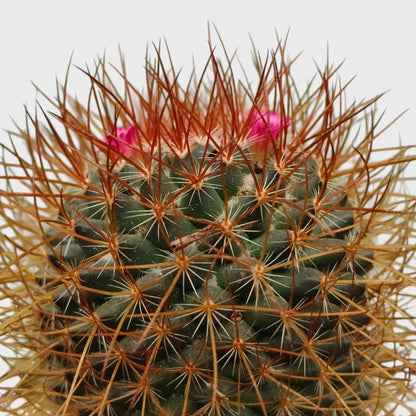 Mammillaria Pringlei – Mature Well-Rooted Live Cactus Plant