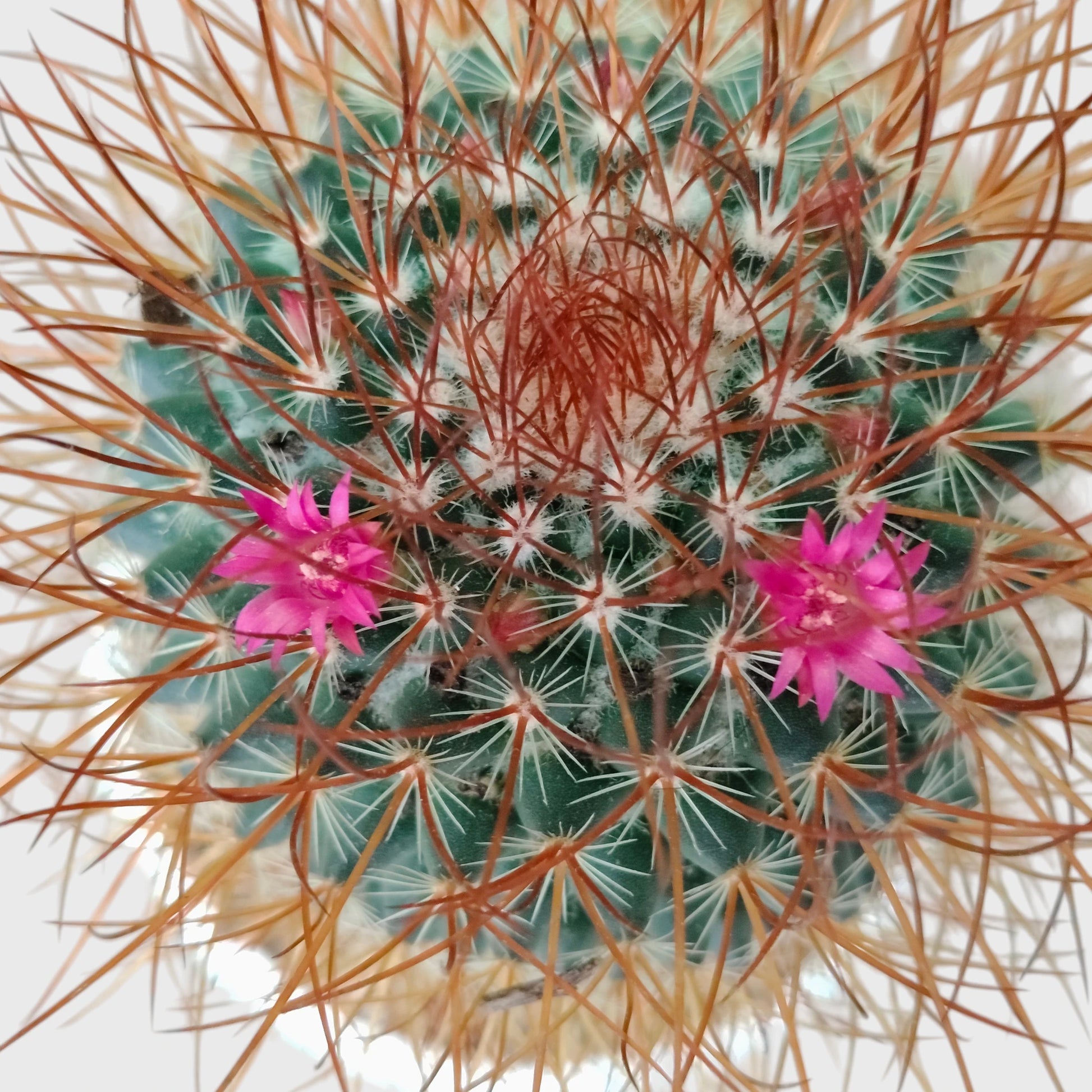 Mammillaria Pringlei – Mature Well-Rooted Live Cactus Plant