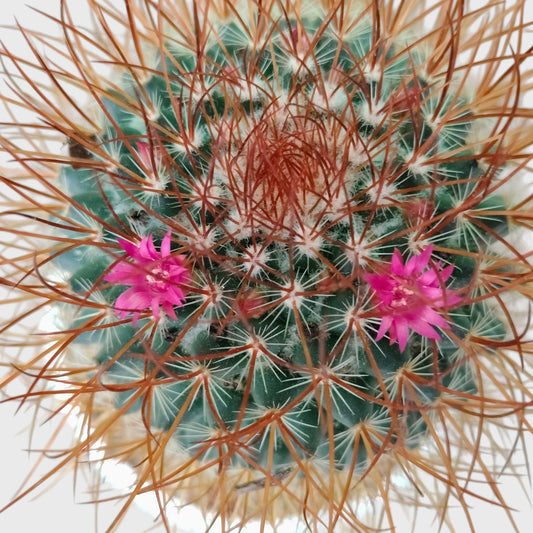 Mammillaria Pringlei – Mature Well-Rooted Live Cactus Plant