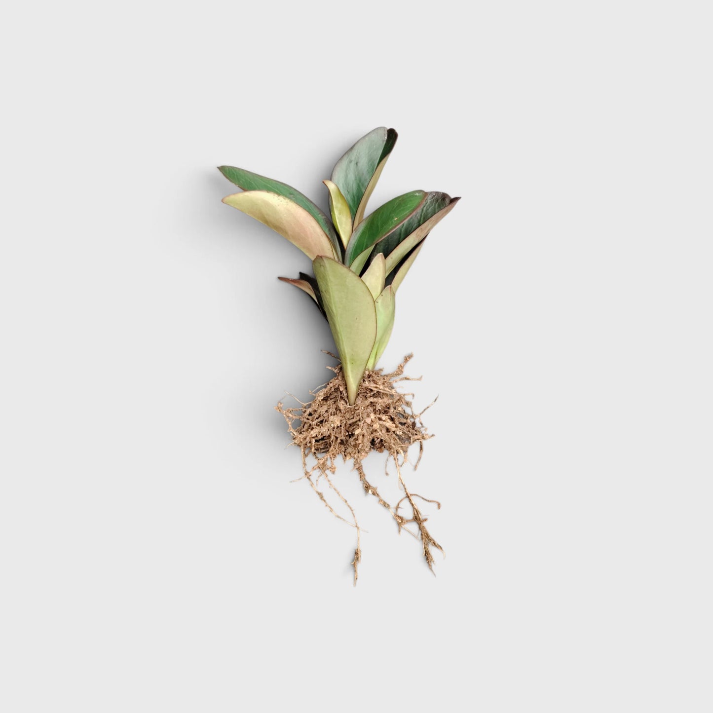 Peperomia Black Knight – Dark Green Baby Rubber Plant