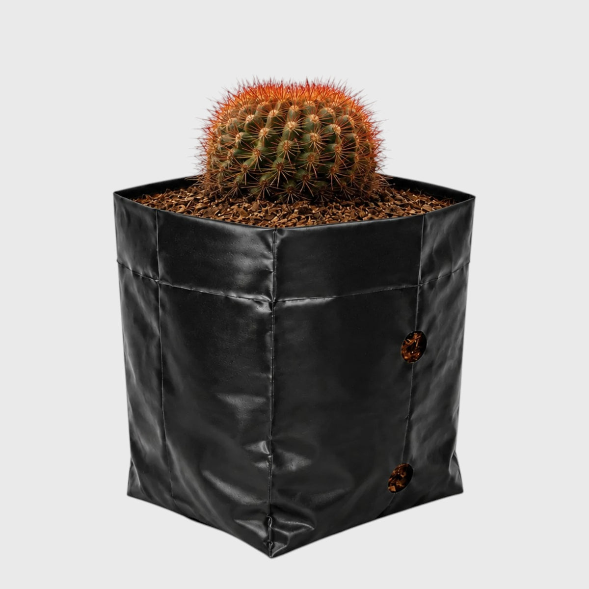 Noto Rubra Cactus - Vibrant Red Spined Beauty for Any Space