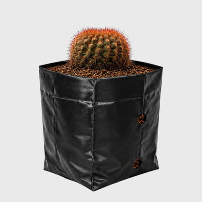 Noto Rubra Cactus - Vibrant Red Spined Beauty for Any Space
