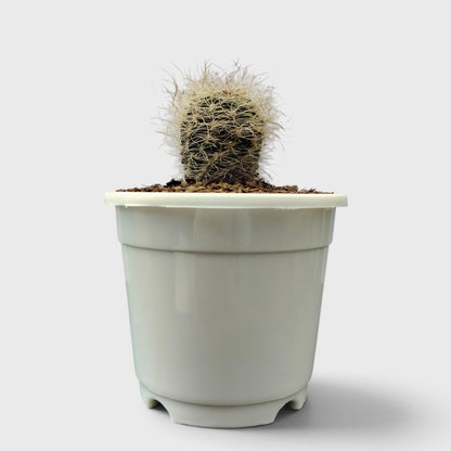 Neoporteria Senilis Cactus – Rare Cactus for Unique Spaces