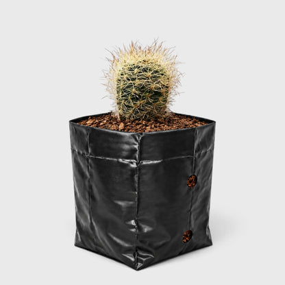 Neoporteria Senilis Cactus – Rare Cactus for Unique Spaces