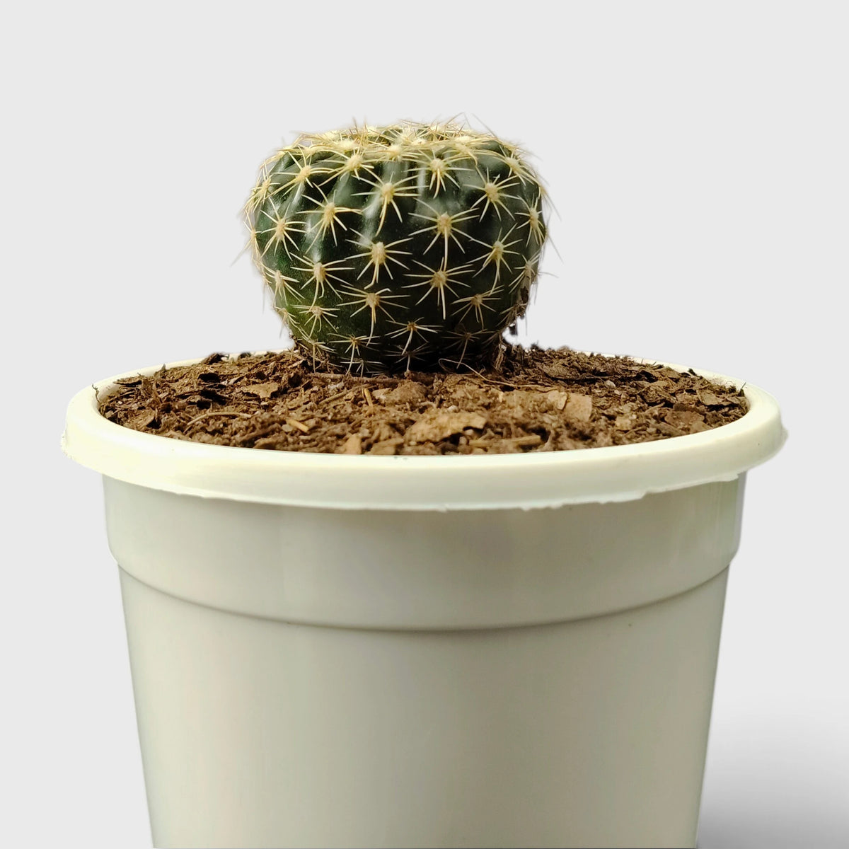 Noto Cactus Hybrid – Striking Succulent for Homes and Gardens
