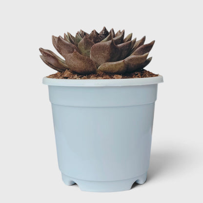 Echeveria Agavoides Green Forest - Rare Indoor Plant | Unique Rosette Succulent | Big Size Echeveria – Bare-Rooted