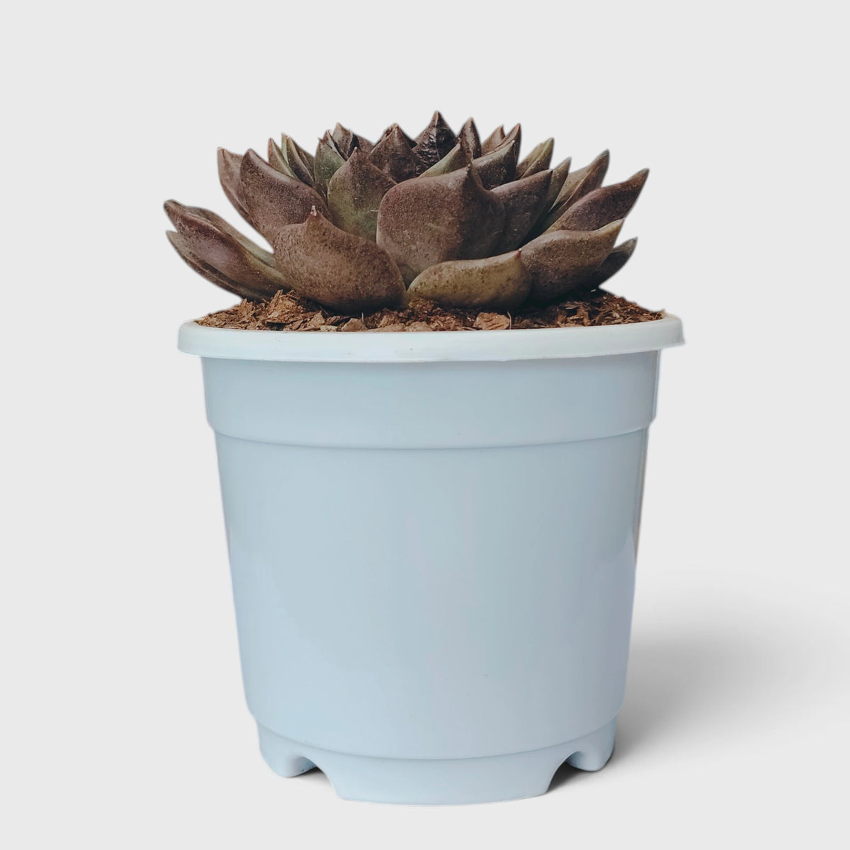 Echeveria Agavoides Green Forest - Rare Indoor Plant | Unique Rosette Succulent | Big Size Echeveria – Bare-Rooted
