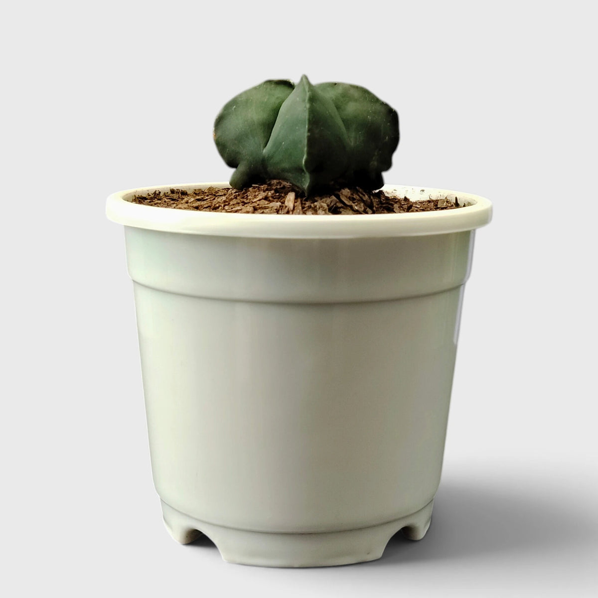 Green Astrophytum Ornatum – Ribbed Star-Shaped Cactus