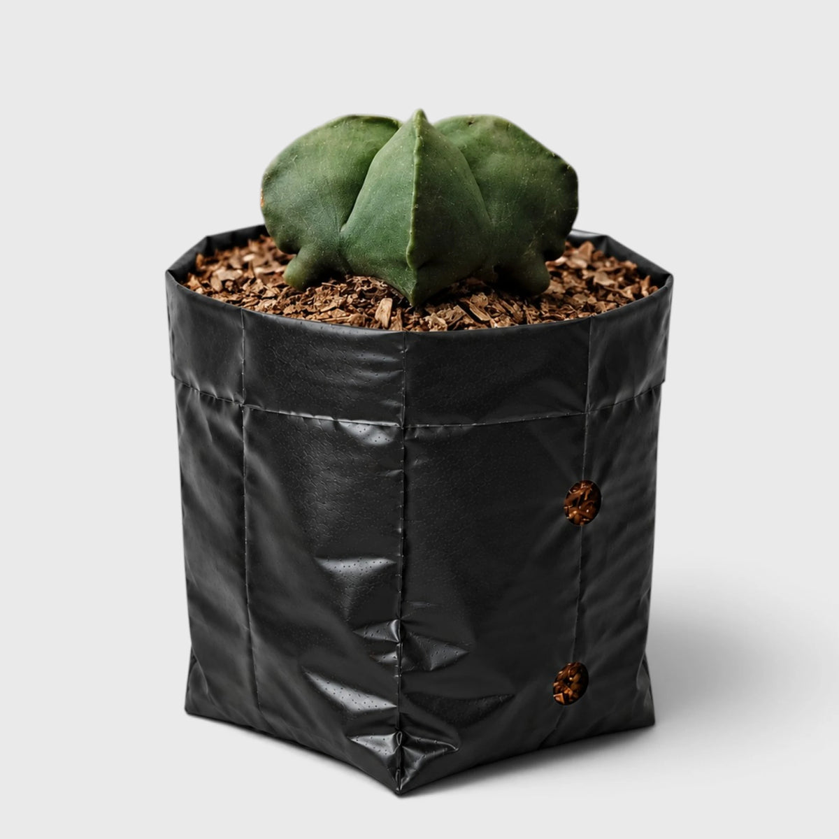 Green Astrophytum Ornatum – Ribbed Star-Shaped Cactus