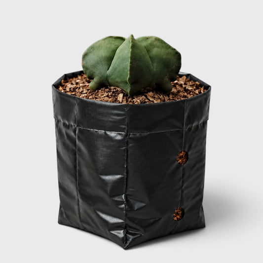 Green Astrophytum Ornatum – Ribbed Star-Shaped Cactus