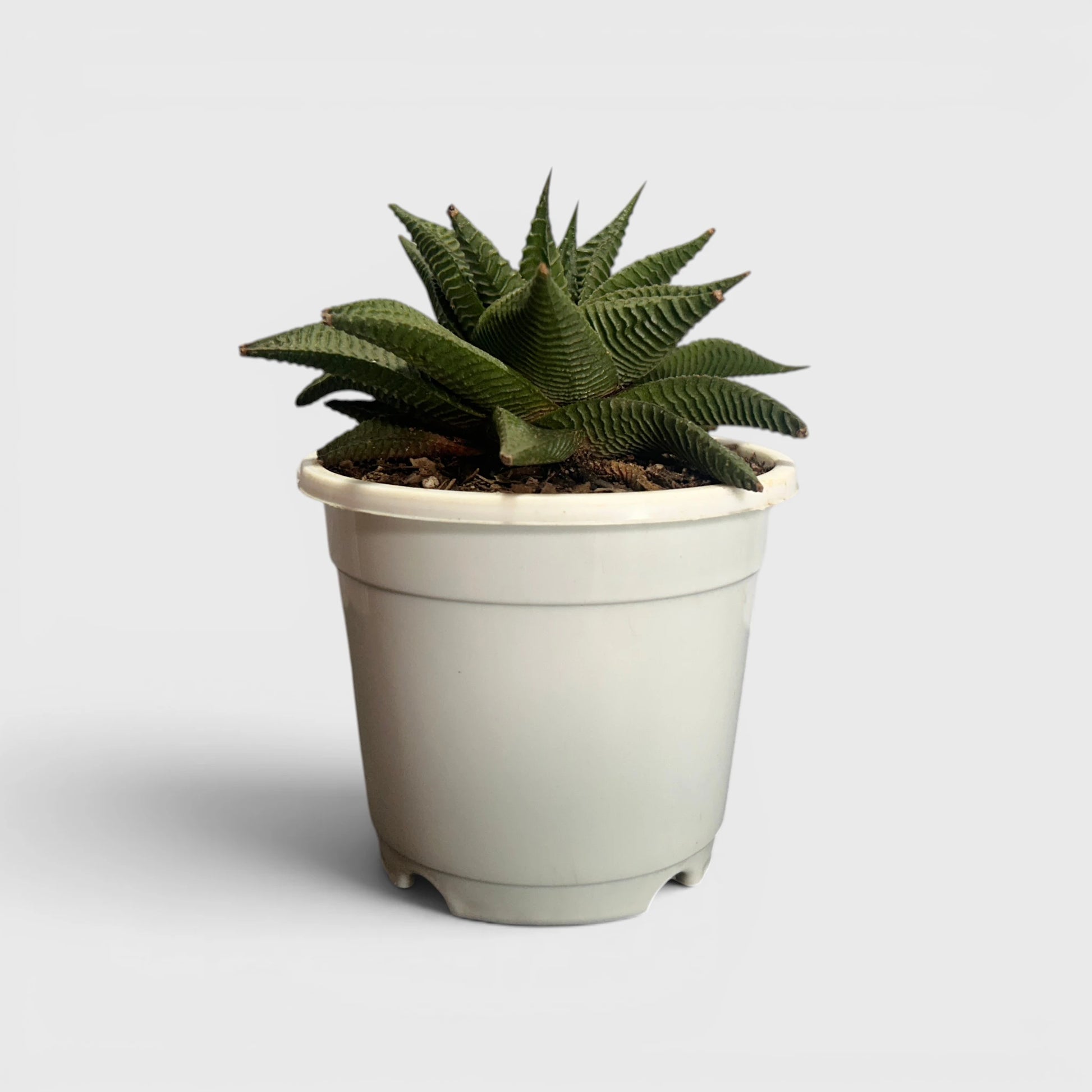 Rare Haworthia Combo Set of 5 with Free Shipping | Bare Rooted Collector Succulents