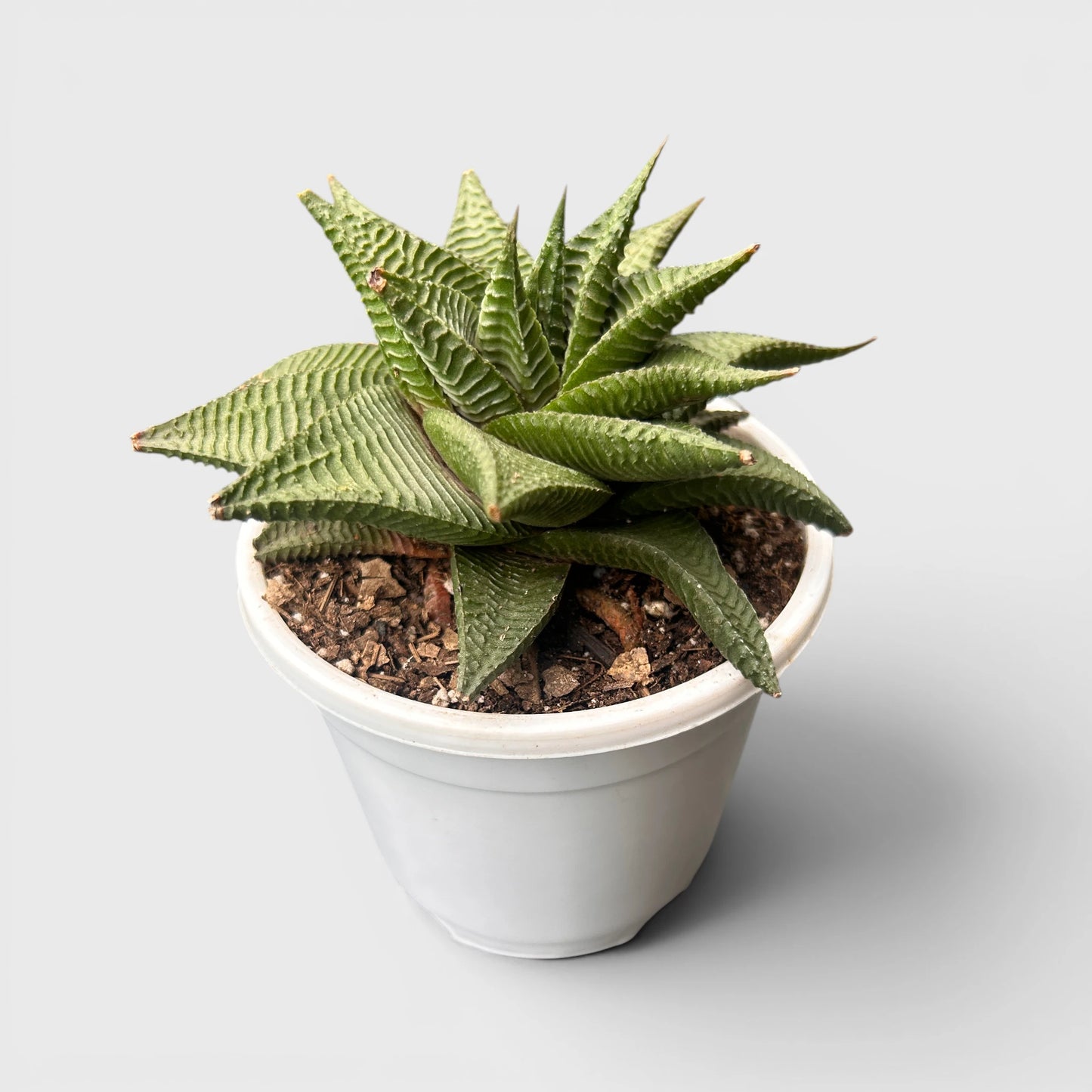 Rare Haworthia Combo Set of 5 with Free Shipping | Bare Rooted Collector Succulents