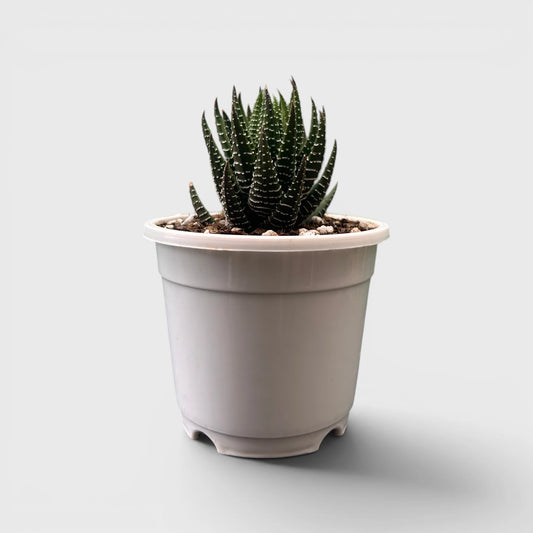 Rare Haworthia Combo Set of 5 with Free Shipping | Bare Rooted Collector Succulents