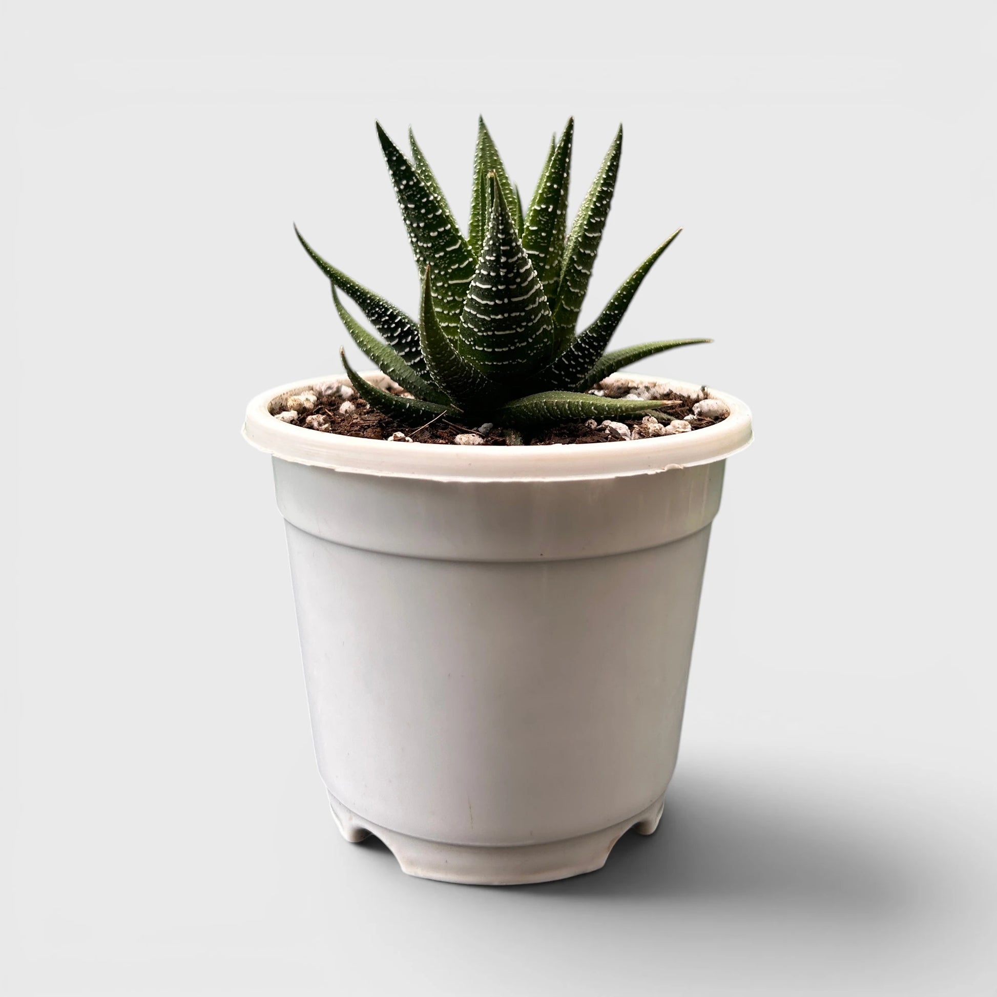 Rare Haworthia Combo Set of 5 with Free Shipping | Bare Rooted Collector Succulents