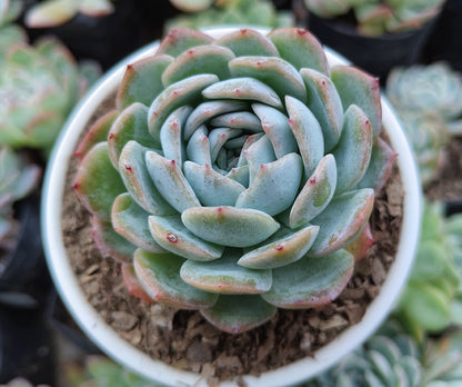 White Mexican Elegance Rose Succulent | Bare-Rooted – Graceful Beauty for Office, Home, and Garden