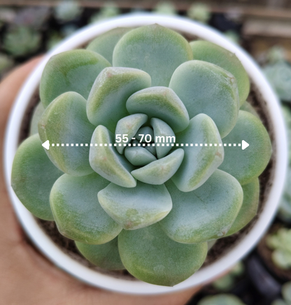 Echeveria Icy Green Succulent | Bare-Rooted – Serene Beauty for Office, Home, and Garden
