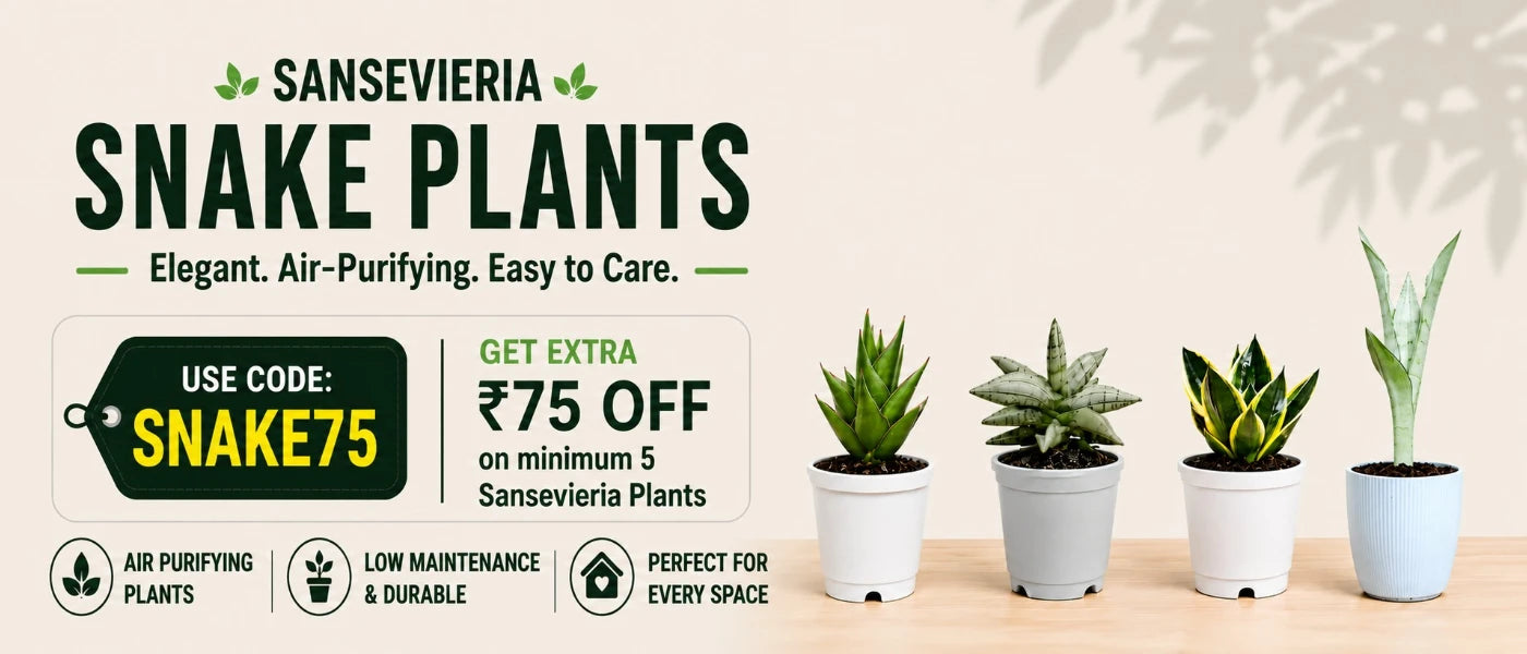 Sansevierias