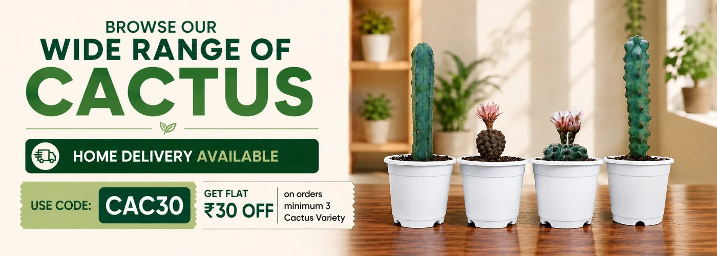 Cacti