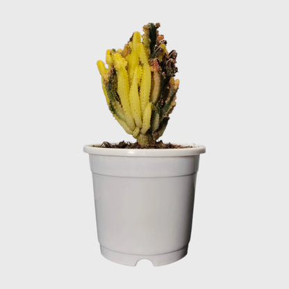 Colorful Unique Cactus Combo Set of 5 with Free Shipping | Bare Rooted Collector Cactus Pack