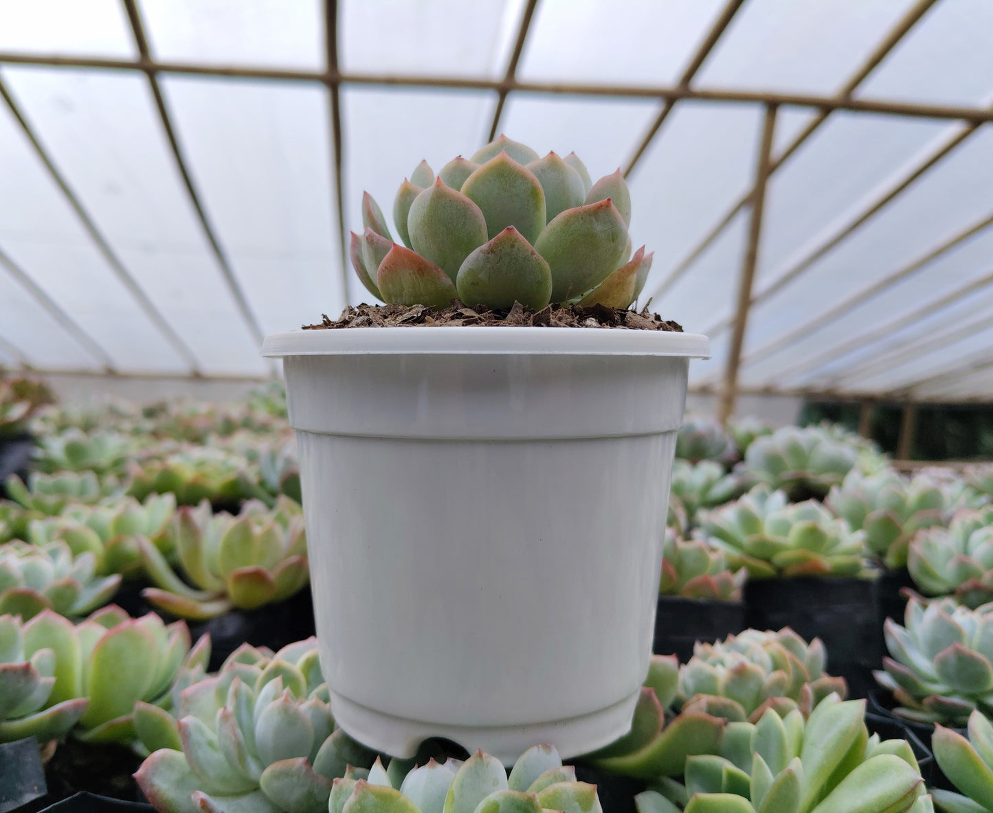 White Mexican Elegance Rose Succulent | Bare-Rooted – Graceful Beauty for Office, Home, and Garden