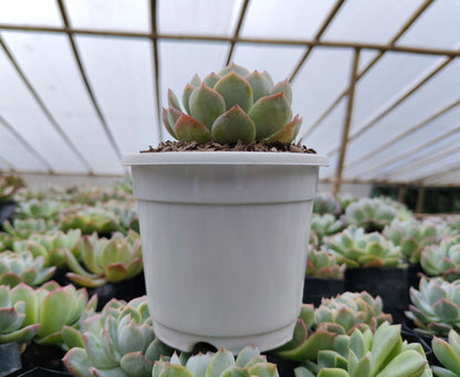 White Mexican Elegance Rose Succulent | Bare-Rooted – Graceful Beauty for Office, Home, and Garden