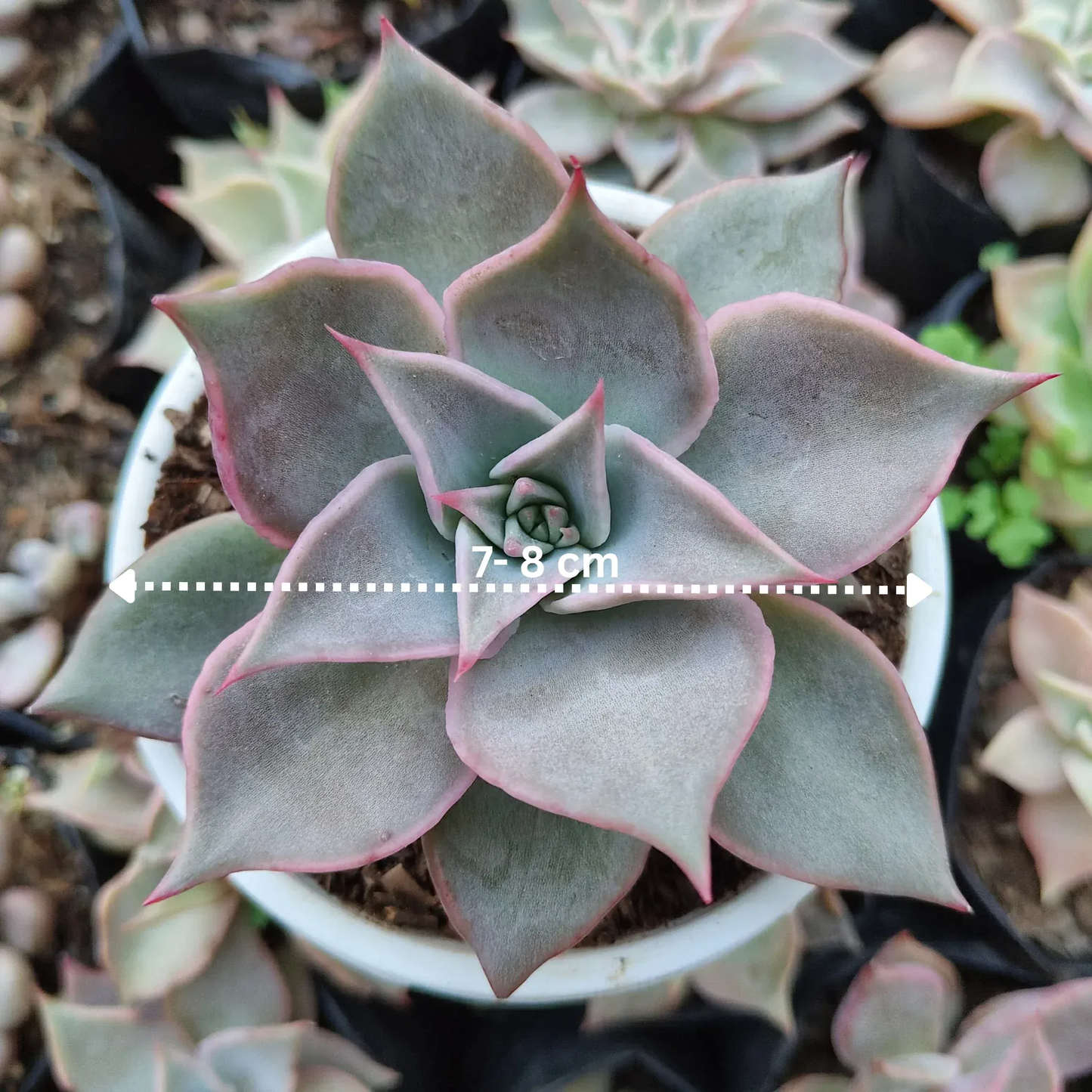 Echeveria Korean Madiba: Bare Rooted – Bare-Rooted