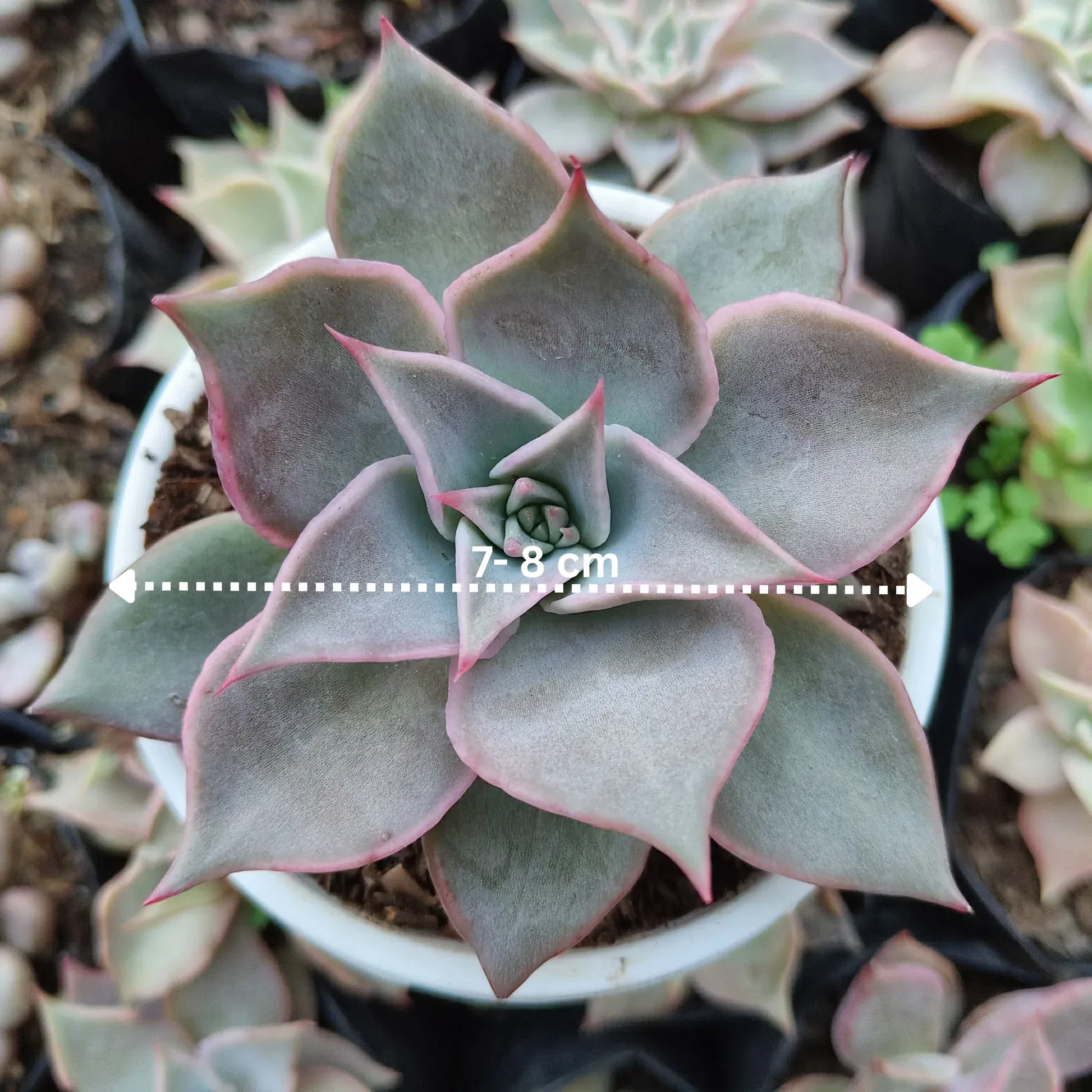 Echeveria Korean Madiba: Bare Rooted – Bare-Rooted