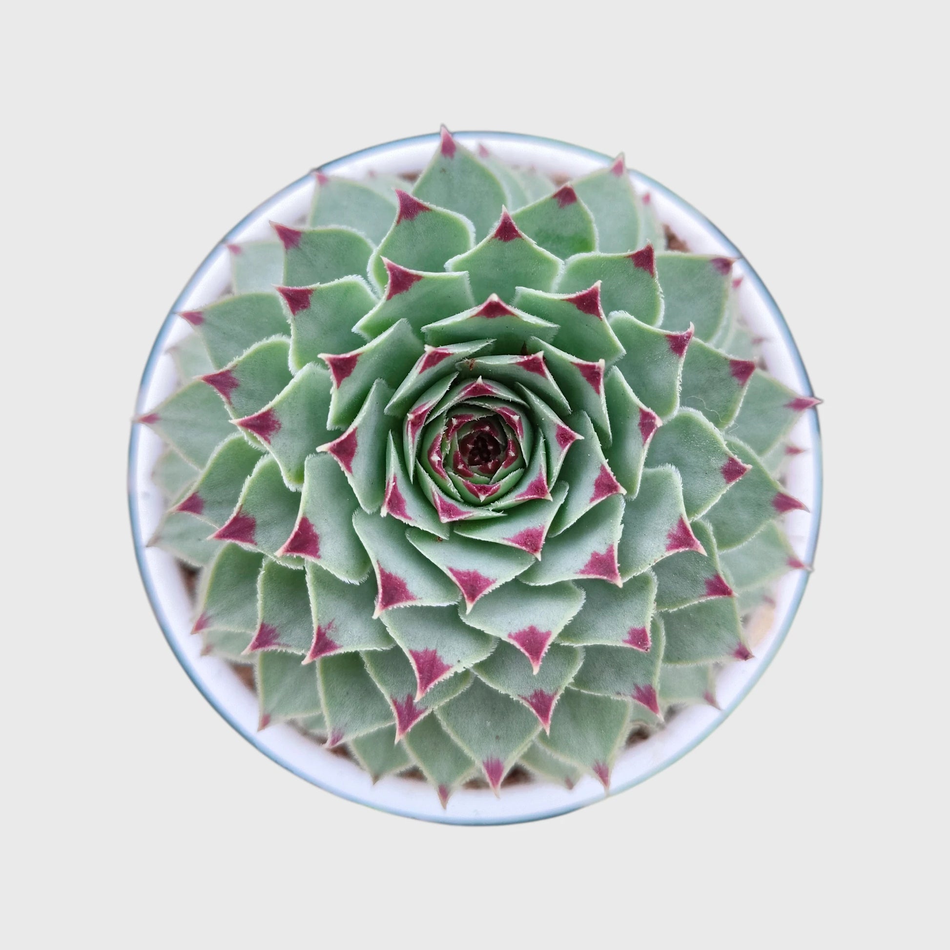 Succulent Combo Set of 5 Mature Bare Rooted Plants | Colourful Collector Succulents