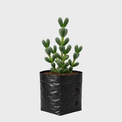 Corpuscularia Lehmannii Ice Plant Bonsai Succulent | Well Rooted Mature Multi-Branch Plant