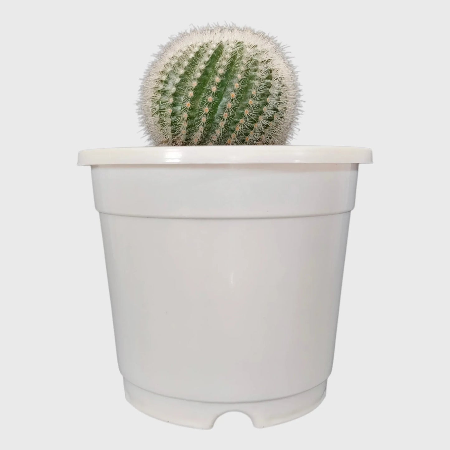 Colorful Unique Cactus Combo Set of 5 with Free Shipping | Bare Rooted Collector Cactus Pack