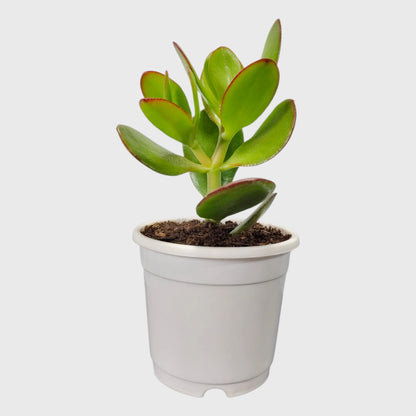 Lucky Jade Plant Combo Set of 4 Mature Plants | Vastu Lucky Plants Collection