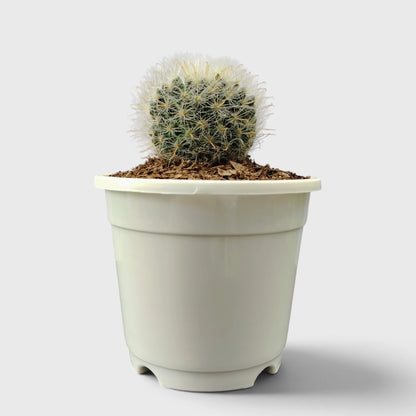 Mammillaria Bocasana – Powder Puff Cactus