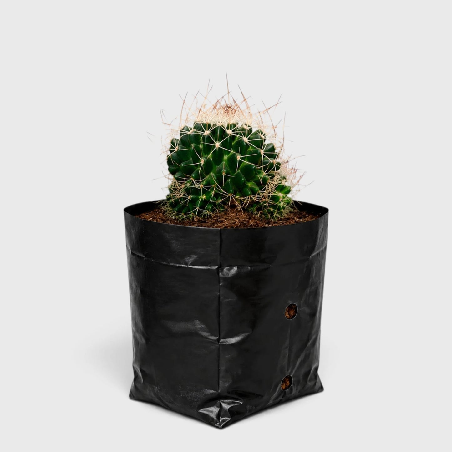 Mammillaria Decipiens (Bird's Nest Cactus) in grow bag - Ready to display succulent