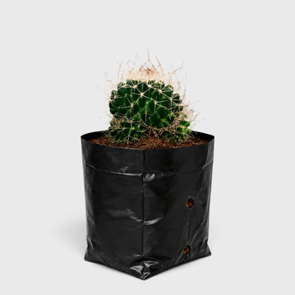 Mammillaria Decipiens (Bird's Nest Cactus) in grow bag - Ready to display succulent