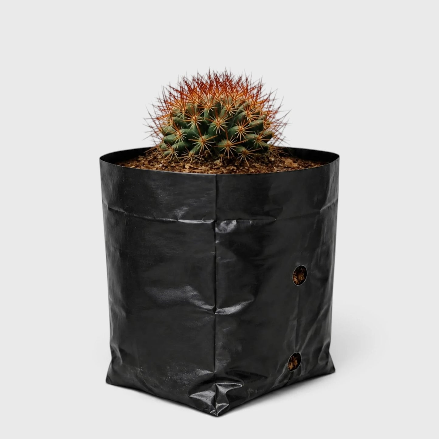 Mammillaria Rhodantha Rainbow – Rainbow Pincushion Cactus