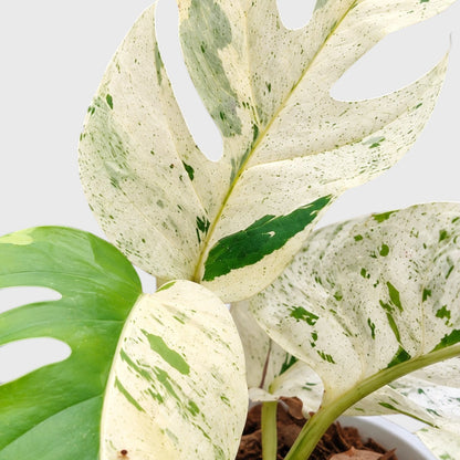 Epipremnum Pinnatum 'Marble Variegata' – Rare Marble Variegated Money Plant
