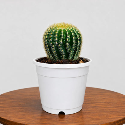 Parodia Leninghausii | Mature Flowering Golden Cactus