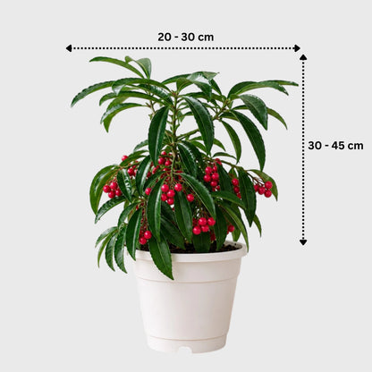 mature-ardisia-crenata