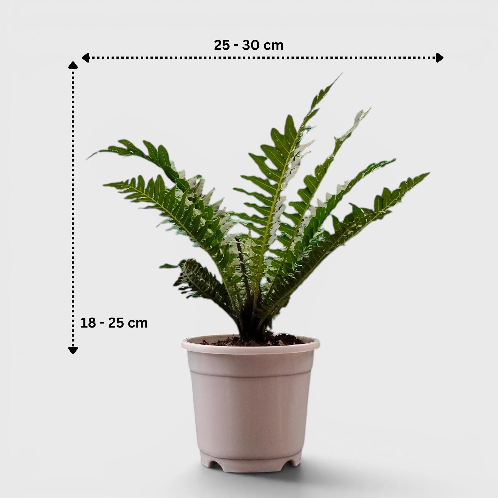 Tree Fern – Tropical Air Purifying Evergreen Foliage Plant for Indoor & Outdoor Spaces