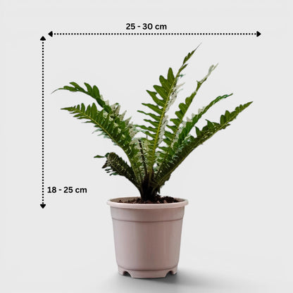 Tree Fern – Tropical Air Purifying Evergreen Foliage Plant for Indoor & Outdoor Spaces