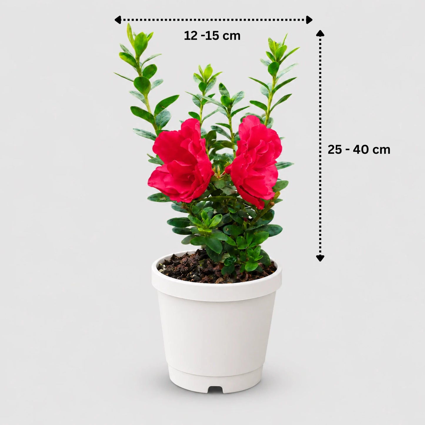 Azalea Super Red | Well Rooted Mature Flowering Plant