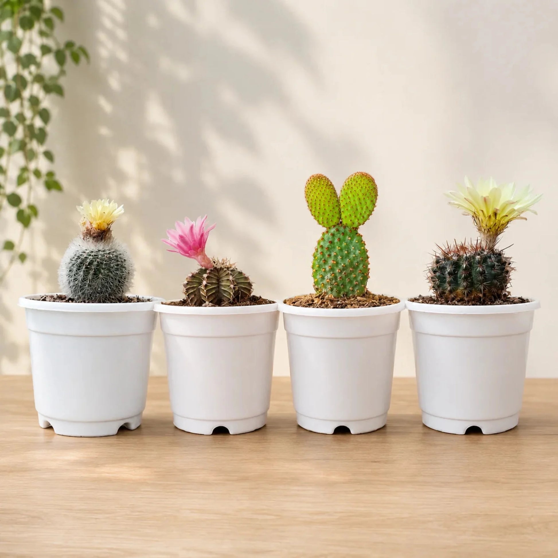 Cactus Combo Set of 4 Mature Well-Rooted Bare-Rooted Plants | Flowering Cactus Collection