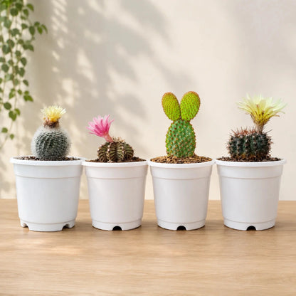 Cactus Combo Set of 4 Mature Well-Rooted Bare-Rooted Plants | Flowering Cactus Collection