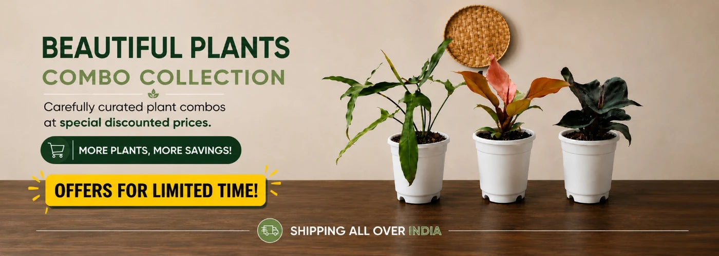 Plant Combo Offers